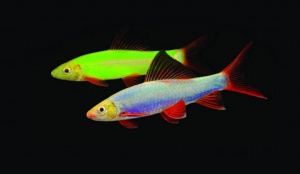 Лабео (GLO FISH) зеленый, S