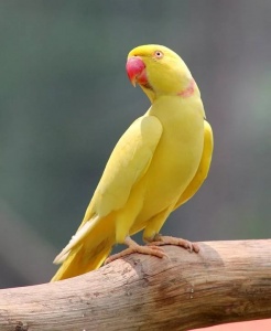 Попугай Ожереловый желтый