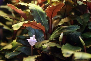 Bucephalandra Cooper leaf Malawi (меристемное растение), d 6,5 см