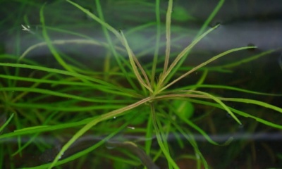 Погостемон Октопус d 6,5 см  (меристемное растение)